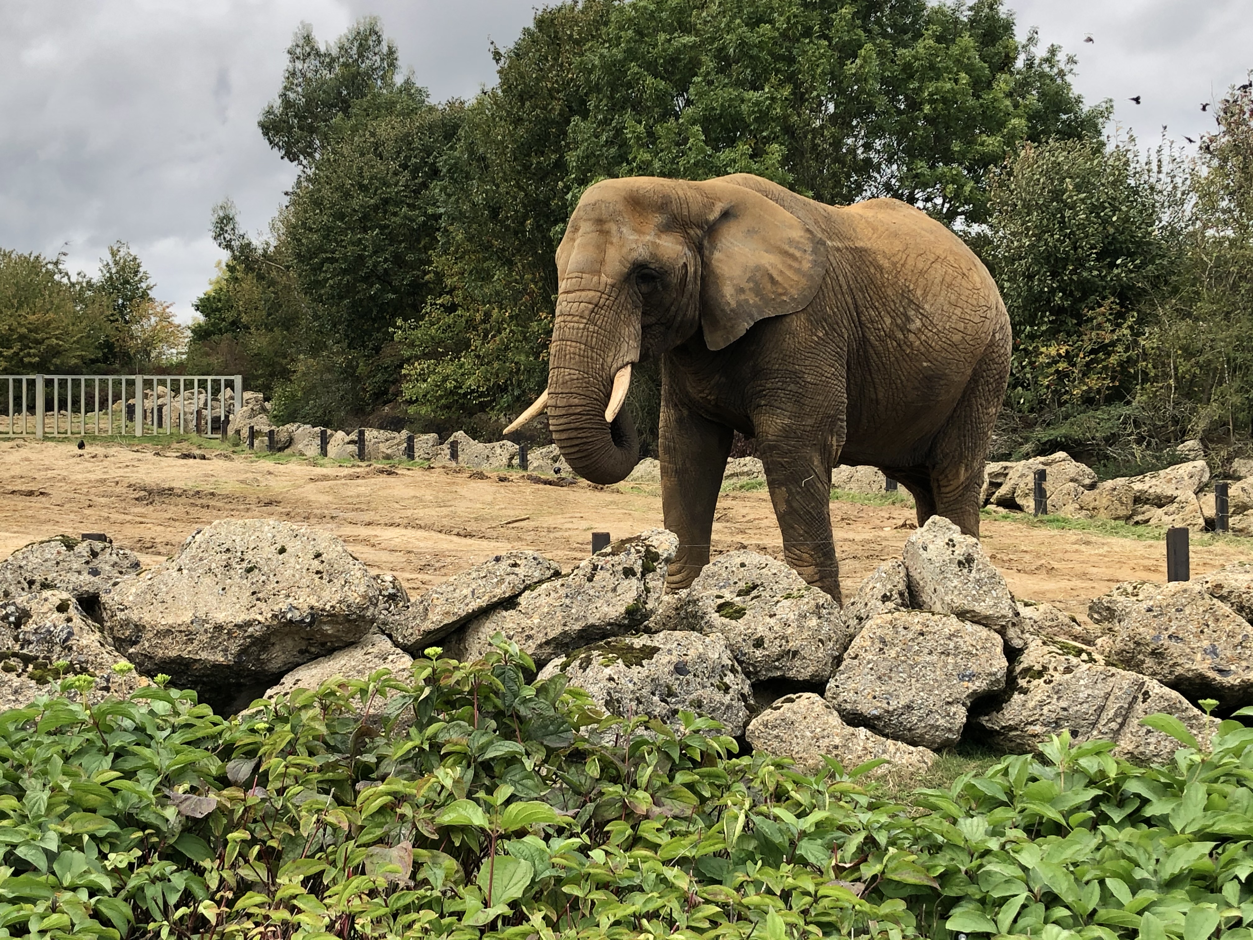 Colchester Zoo thanks you for your support during year of lockdowns